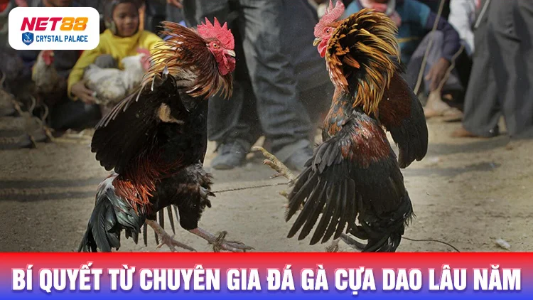 Các bí quyết từ những chuyên gia đá gà cựa dao lâu năm