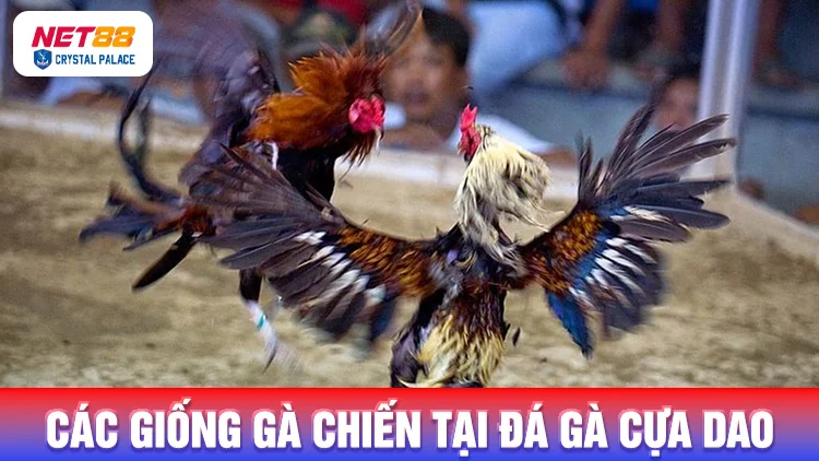 Các giống gà chiến tại đá gà cựa dao