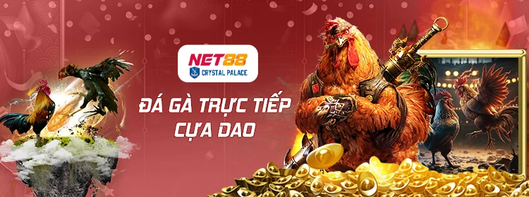 Đá gà trực tiếp cựa dao