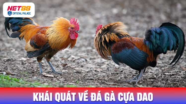 Tìm hiểu khái quát về đá gà cựa dao