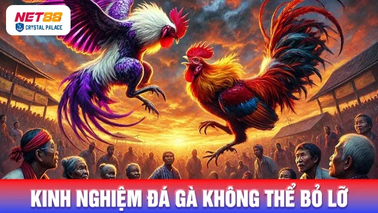 Cá độ đá gà đòn thu hút nhiều bet thủ