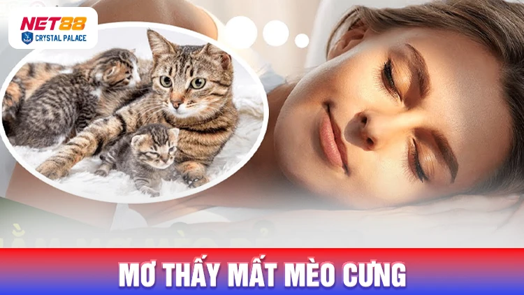 Mơ thấy mình bị mất mèo cưng