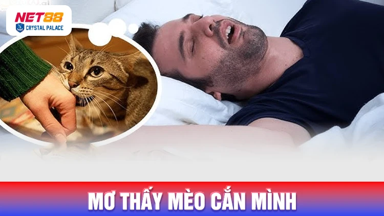 Mơ thấy mèo đang cắn mình