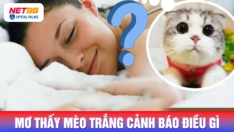 Gặp mèo trắng trong mơ cảnh báo điều gì