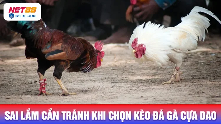 Sai lầm cần tránh khi chọn kèo đá gà cựa dao trực tiếp