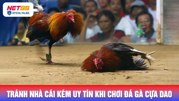 Không nên chọn nhà cái kém uy tín để chơi đá gà trực tiếp cựa dao